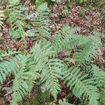 Athyrium filix-femina 整株植物