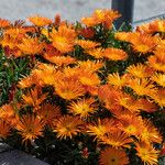 Lampranthus aureus Flor