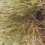 Carex humilis List