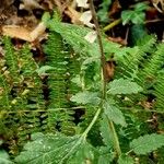 Scutellaria altissima Φύλλο