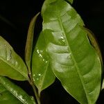 Ardisia guianensis Fruto