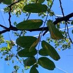 Robinia viscosaFolha