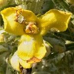 Verbascum lychnitis Flower