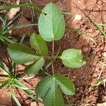 Jatropha gossypiifolia List