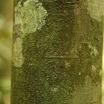 Oxandra asbeckii Corteza
