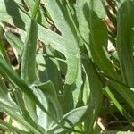 Centaurea graminifolia Blatt