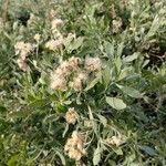 Tessaria absinthioides Flor