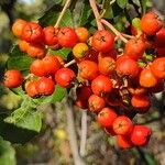 Sorbus scopulina Hedelmä