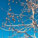 Platanus orientalisFruit