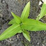 Commelina diffusa Hoja