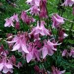 Aquilegia vulgaris ശീലം