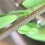 Stellaria alsine Bark