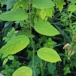 Celtis tenuifolia Feuille