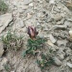 Astragalus incanus Blüte