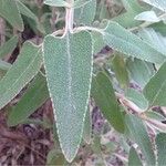 Phlomis purpurea Blad