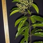 Miconia longifolia Други