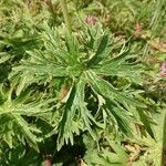 Aconitum lycoctonum Levél