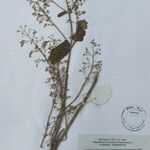 Isodon lophanthoides その他の提案