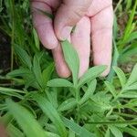 Ratibida columnifera Blatt