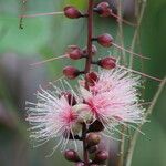 Barringtonia racemosa Floare