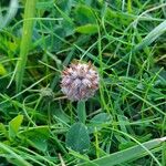 Trifolium fragiferum Çiçek