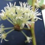 Smilax mollis Blüte