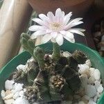 Gymnocalycium anisitsii Кветка