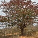 Terminalia prunioides Flower