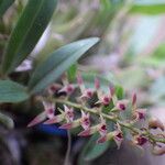 Bulbophyllum resupinatum Kwiat