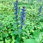 Ajuga reptansΛουλούδι