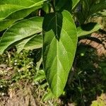 Ficus hispida Frugt