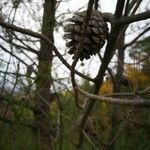 Pinus echinata Fruto