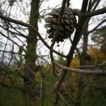 Pinus echinata Fruit