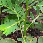 Phyllanthus niruri Casca