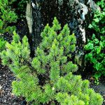 Pinus mugo Natur