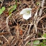 Hepatica nobilisFlor