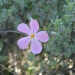 Phlox longifolia Fleur