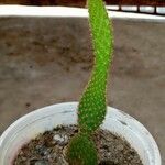 Opuntia leucotrichaList