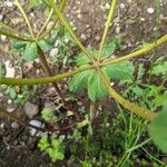 Euphorbia pterococca Leaf