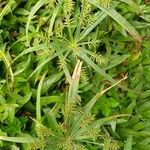 Cyperus meyenianus 花