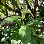 Salix pedicellata Leaf