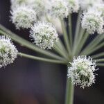 Angelica sylvestris Žiedas