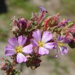 Frankenia laevis Flower