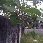 Solanum paniculatum Frucht