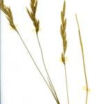 Elymus repens موطن