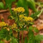 Rorippa palustris Flower