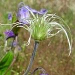 Clematis integrifolia Плід