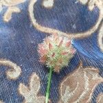 Onobrychis caput-galli Fula
