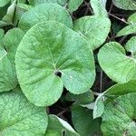 Petasites pyrenaicus Leaf