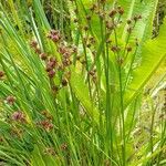 Juncus microcephalus Habitus